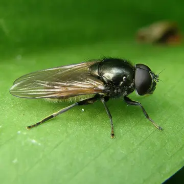 Cheilosia ranunculi Doczkal, 2000:65