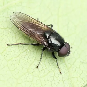 Cheilosia ranunculi Doczkal, 2000:65