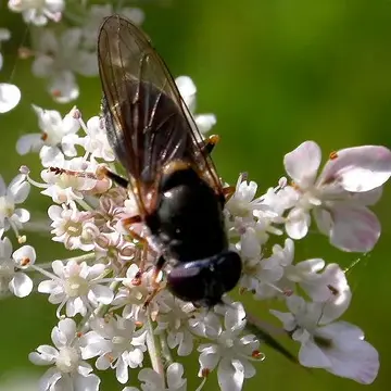 Cheilosia (Eucartosyrphus) scutellata Fallén, 1817:55
