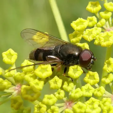 Cheilosia (Eucartosyrphus) scutellata Fallén, 1817:55