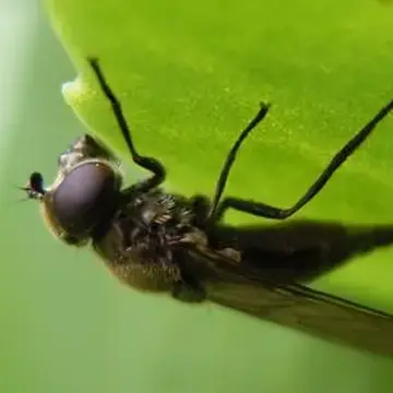 Cheilosia (Pollinocheila) semifasciata Becker, 1894:443