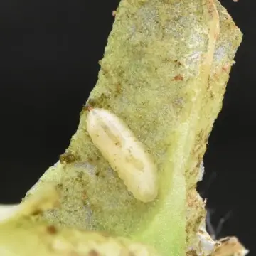 Cheilosia (Pollinocheila) semifasciata Becker, 1894:443