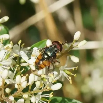Austalis copiosa (Walker, 1852):249