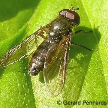 Cheilosia (Pollinocheila) semifasciata Becker, 1894:443