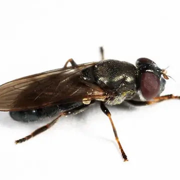 Cheilosia shannoni Curran, 1923:198