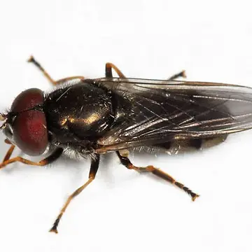 Cheilosia shannoni Curran, 1923:198