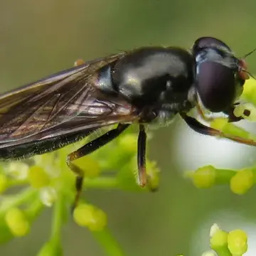 Cheilosia (Eucartosyrphus) ruffipes (Preyssler, 1793):216