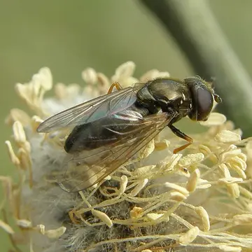 Cheilosia ruralis (Meigen, 1822):293
