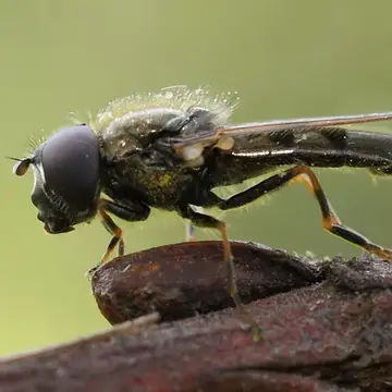 Cheilosia ruralis (Meigen, 1822):293
