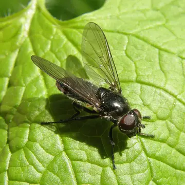 Cheilosia (Cheilosia) variabilis (Panzer, 1798):10