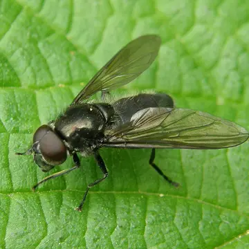 Cheilosia (Cheilosia) variabilis (Panzer, 1798):10