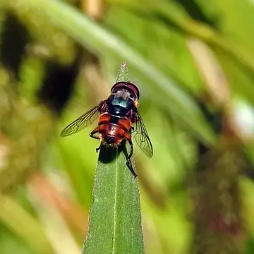 Austalis copiosa (Walker, 1852):249