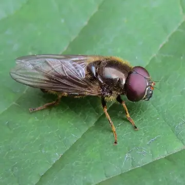 Cheilosia (Cheilosia) velutina Loew, 1840:33