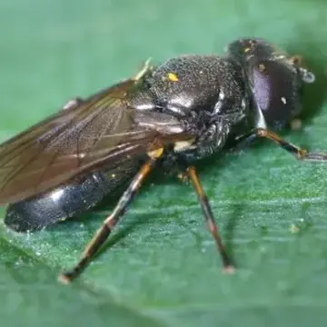 Cheilosia (Cheilosia) vernalis (Fallén, 1817):55