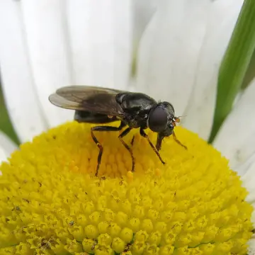 Cheilosia (Cheilosia) vernalis (Fallén, 1817):55