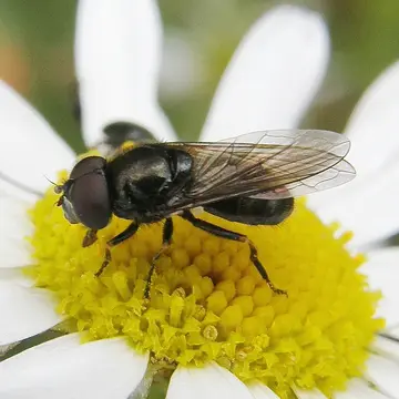 Cheilosia (Cheilosia) vernalis (Fallén, 1817):55