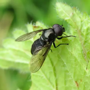 Cheilosia (Taeniochilosia) vicina (Zetterstedt, 1849):3175