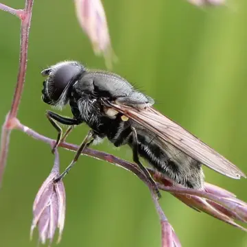 Cheilosia (Cheilosia) vulpina (Meigen, 1822):292