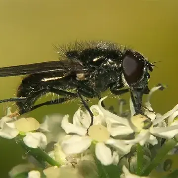 Cheilosia (Cheilosia) vulpina (Meigen, 1822):292