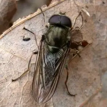 Cheilosia (Cheilosia) yesonica Matsumura, 1905:95