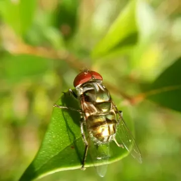 Austalis muscoides (Walker, 1858):96