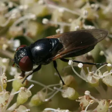 Chrysogaster cemiteriorum (Linnaeus, 1758):597