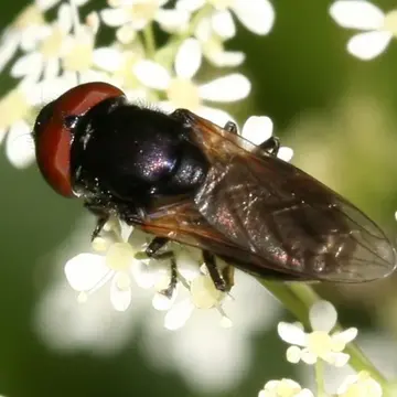 Chrysogaster cemiteriorum (Linnaeus, 1758):597