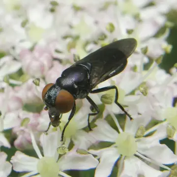 Chrysogaster solstitialis (Fallén, 1817):56