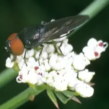 Chrysogaster solstitialis (Fallén, 1817):56