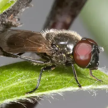 Chrysosyrphus latus (Loew, 1863):306
