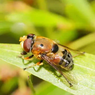 Austalis pulchella (Macquart, 1846):255