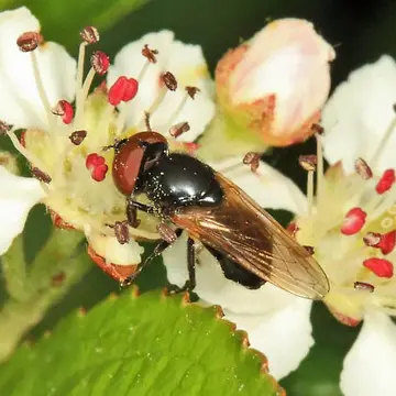 Chrysosyrphus frontosus (Bigot, 1884):553
