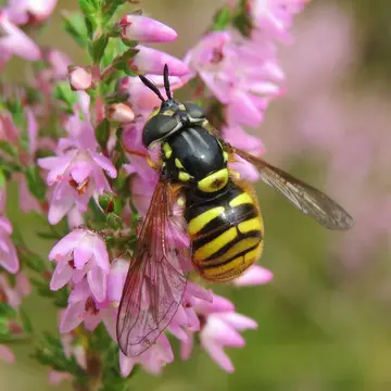 Chrysotoxum fasciatum (Müller, 1764):85