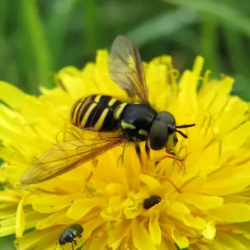 Chrysotoxum fasciatum (Müller, 1764):85