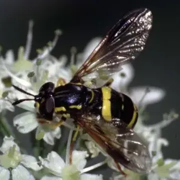 Chrysotoxum bicinctum (Linnaeus, 1758):592