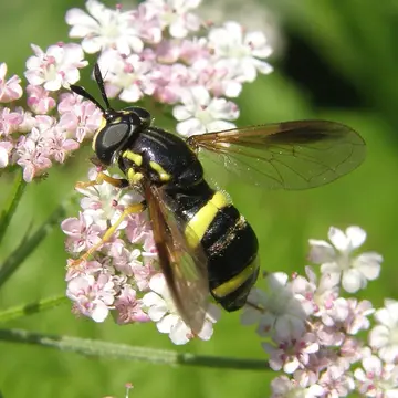Chrysotoxum bicinctum (Linnaeus, 1758):592