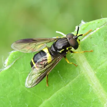 Chrysotoxum bicinctum (Linnaeus, 1758):592