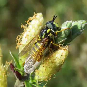 Chrysotoxum cautum (Harris, 1776):60