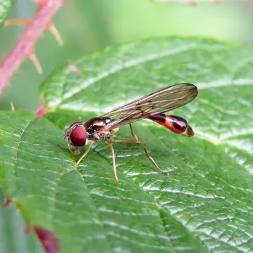 Baccha elongata (Fabricius, 1775):768