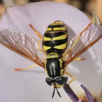 Chrysotoxum chinook Shannon, 1926:6