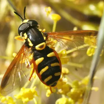 Chrysotoxum cisalpinum Rondani, 1845:197