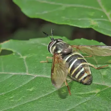 Chrysotoxum coreanum Shiraki, 1930:32
