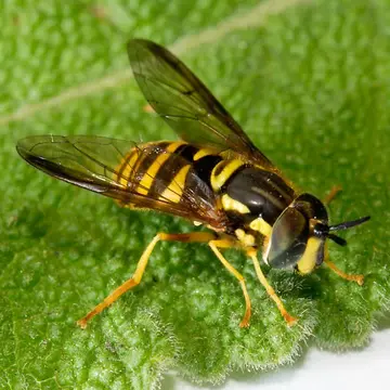 Chrysotoxum caucasicum Sack, 1930:224