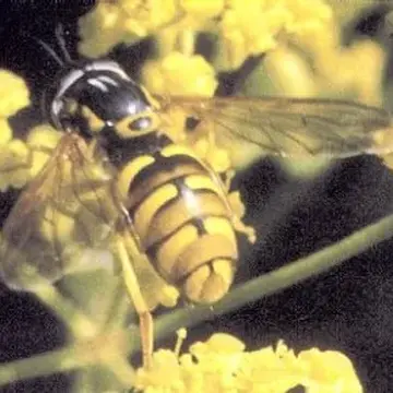Chrysotoxum elegans Loew, 1841:140