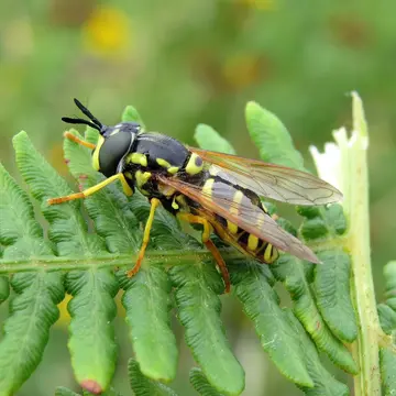 Chrysotoxum elegans Loew, 1841:140