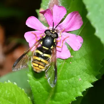 Chrysotoxum fasciolatum (De Geer, 1776):124