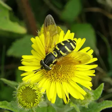 Chrysotoxum arcuatum (Linnaeus, 1758):592