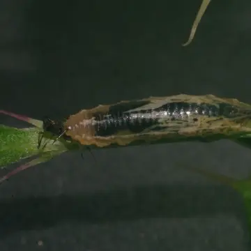 Baccha elongata (Fabricius, 1775):768