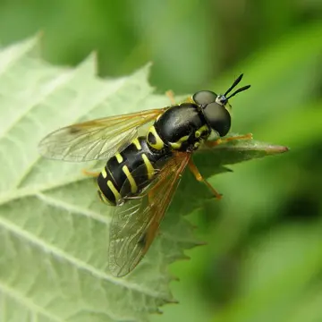 Chrysotoxum arcuatum (Linnaeus, 1758):592