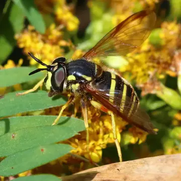 Chrysotoxum flavifrons Macquart, 1842:77